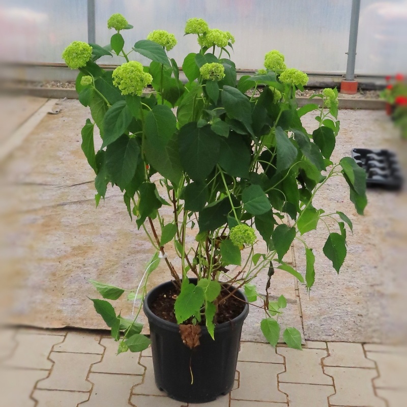 Hortenzie stromečkovitá Annabelle květináč 18 litrů, výška 100/125, keř-0