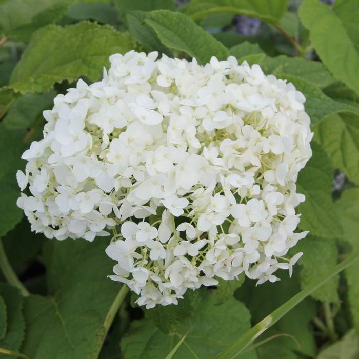 Hortenzie - Hortenzie stromečkovitá Annabelle květináč 2,5 litru, výška 30/40cm, keř
