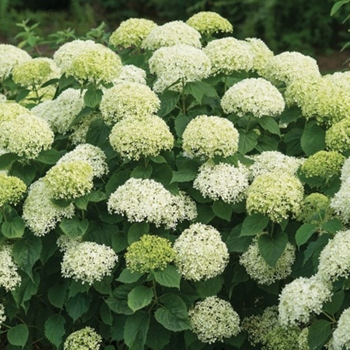 Rostliny - Hortenzie stromečkovitá 'BellaRagazza Limetta' květináč 3 litry