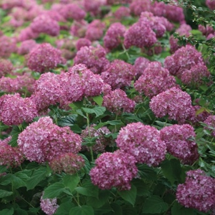 Rostliny - Hortenzie stromečkovitá 'BellaRagazza Mauvette' květniáč 10 litrů