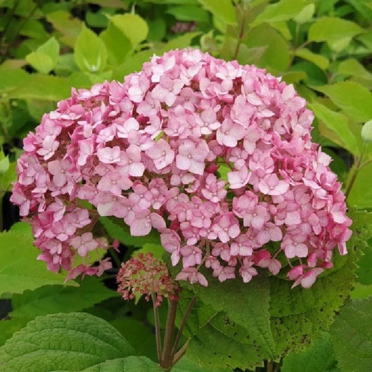 Hortenzie - Hortenzie stromečkovitá Candybelle Bubblegum