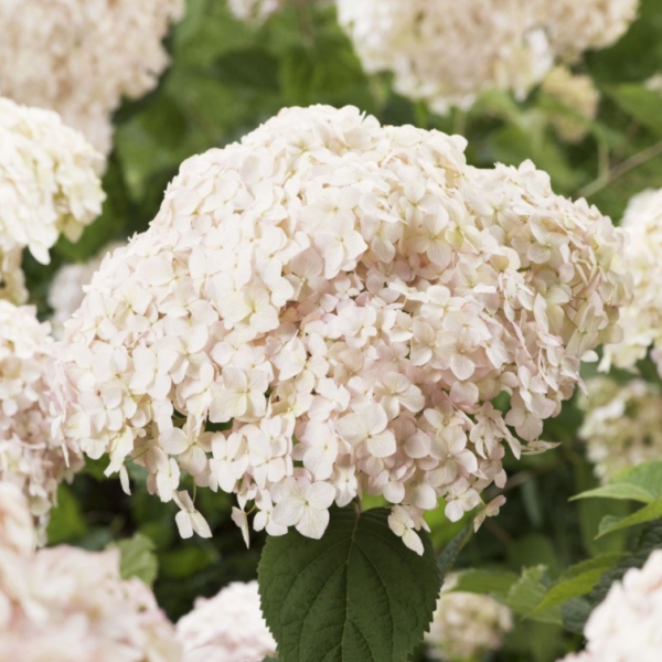 Hortenzie - Hortenzie stromečkovitá 'Candybelle Marshmallow' květináč 6 litrů, výška 40/60cm, keř