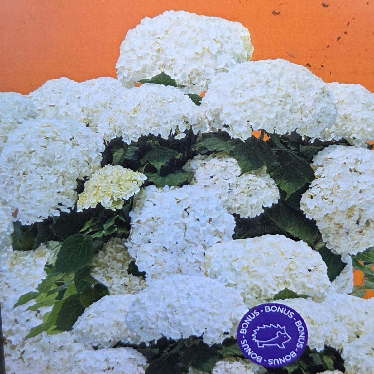 Hortenzie - Hortenzie stromečkovitá FlowerWOW květináč 3 litry