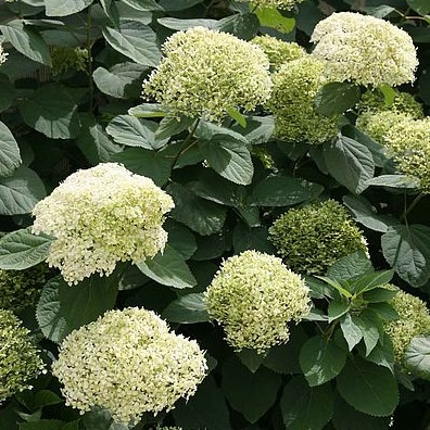 Hortenzie - Hortenzie stromečkovitá 'Lime Rickey' květináč 10 litrů, kmínek 60cm, stromek