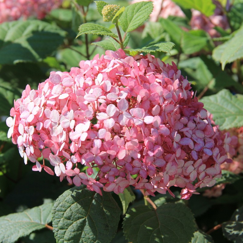 Hortenzie - Hortenzie stromečkovitá Pink Annabelle výška 80/100cm, květináč 25 litrů