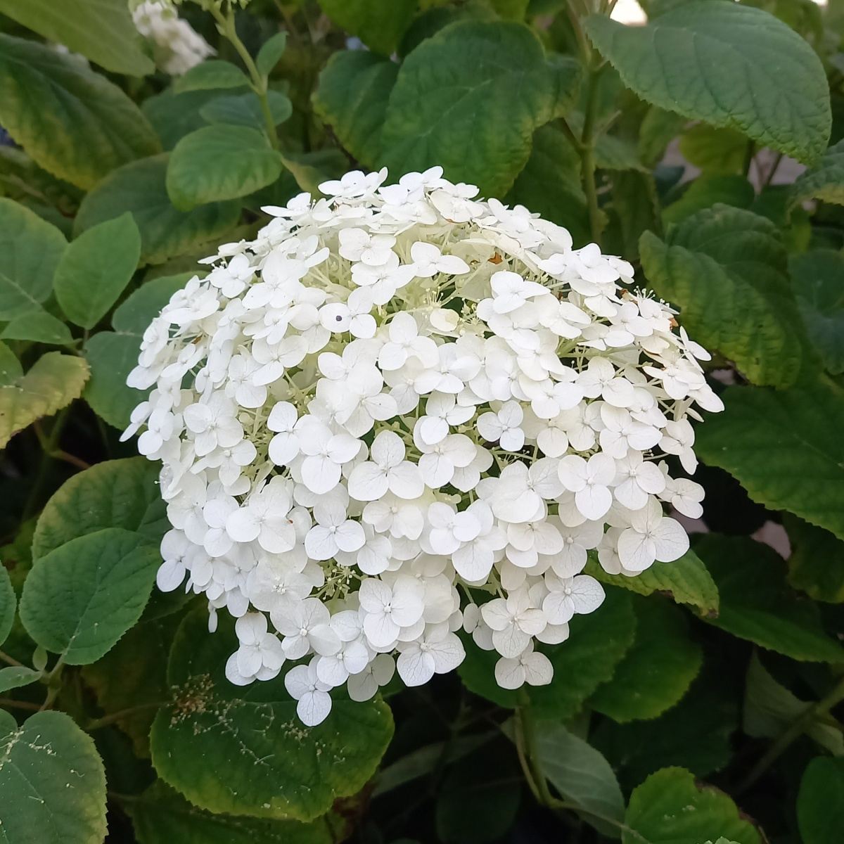 Rostliny - Hortenzie stromečkovitá Strong Annabelle 5 litrů