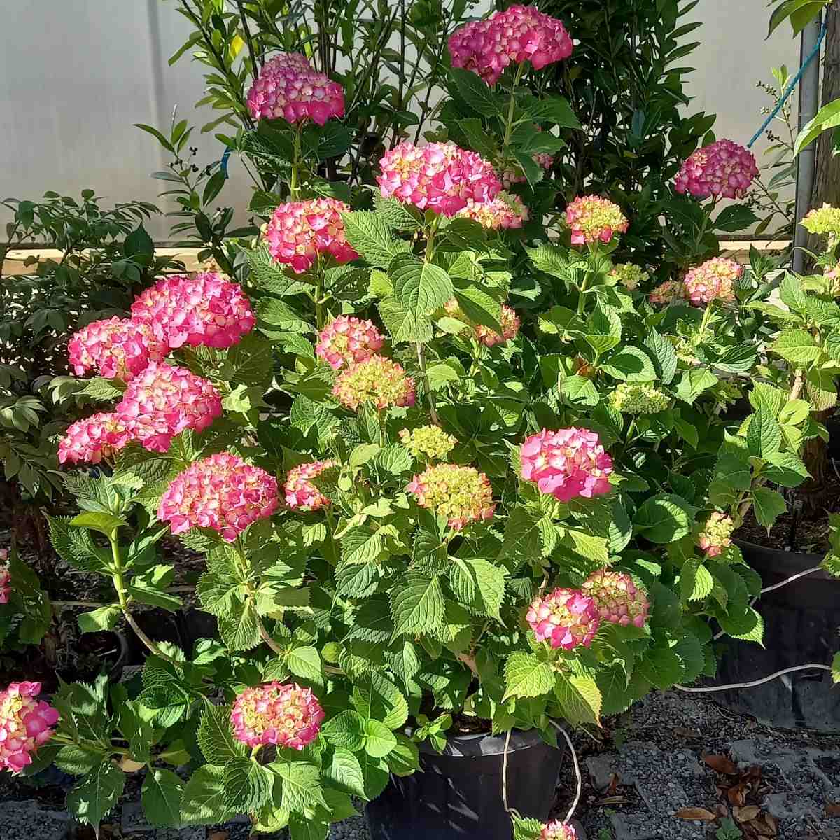 Hortenzie velkolistá 40 litrů, červená-0