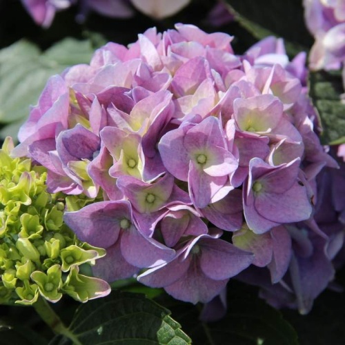 Hortenzie - Hortenzie velkolistá 40 litrů, modrá