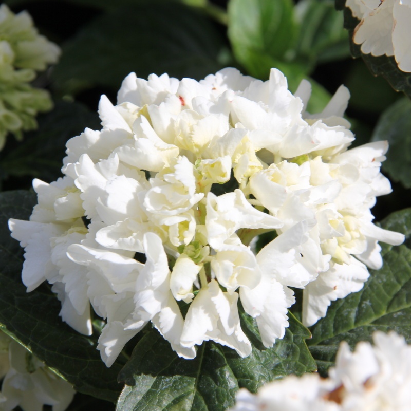 Hortenzie - Hortenzie velkolistá BÍLÁ květináč 5 litrů, výška 40/50cm, keř