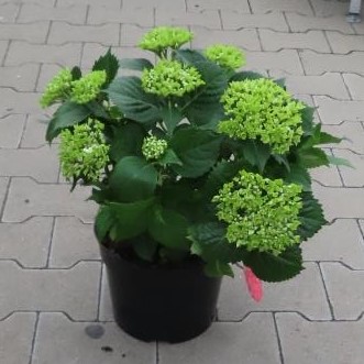 Hortenzie velkolistá BÍLÁ květináč 5 litrů, výška 40/50cm, keř-0