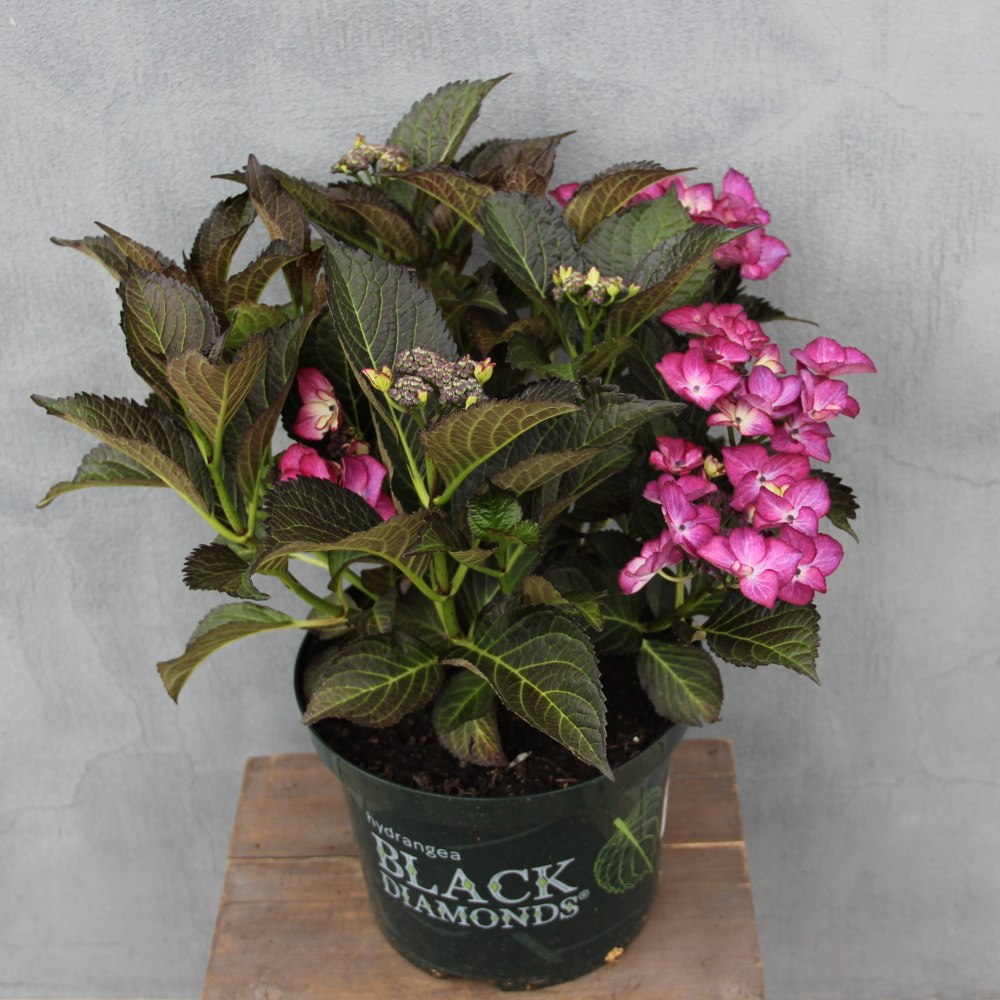 Hortenzie velkolistá 'Black Diamond'® květináč 5 litrů, výška 40/50cm, keř-1
