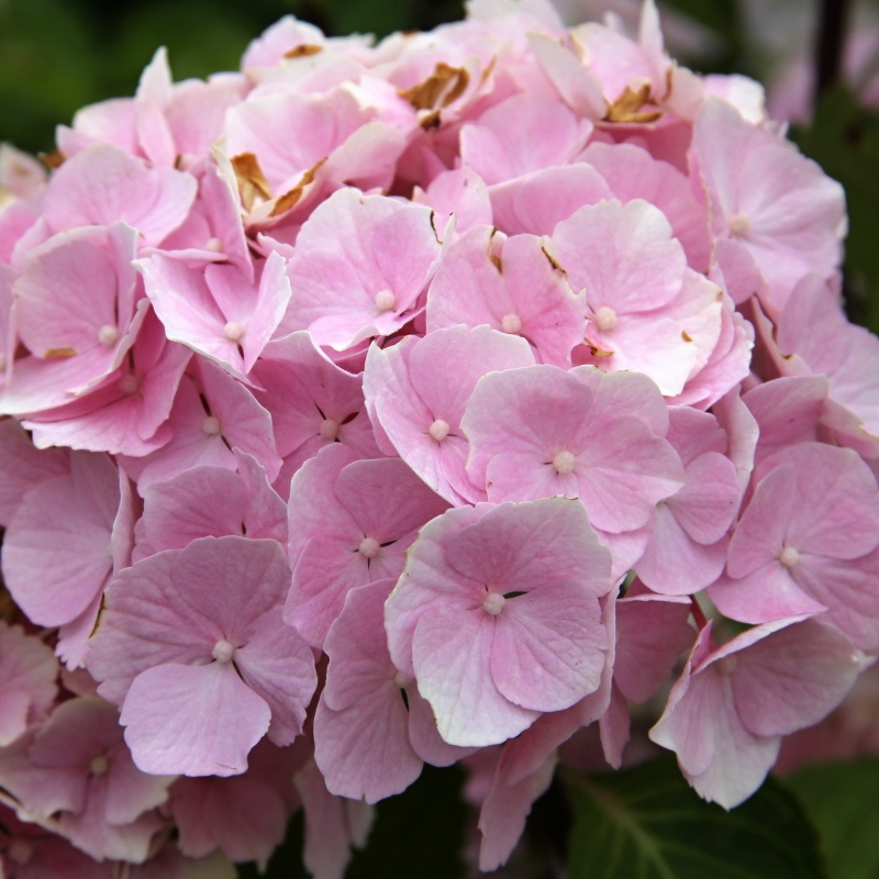 Hortenzie - Hortenzie velkolistá 'Black Steel' květináč 5 litrů, výška 40/50cm, keř