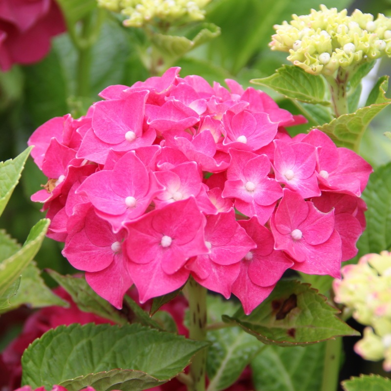 Hortenzie - Hortenzie velkolistá ČERVENÁ květináč 5 litrů, výška 40/50cm, keř