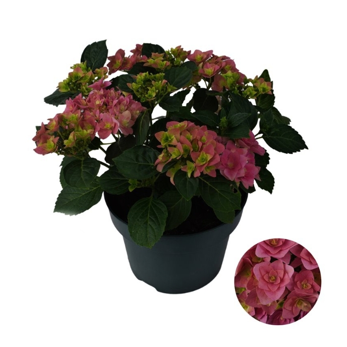 Hortenzie - Hortenzie velkolistá  'Double Dutch Dark Pink' květináč 5 litrů
