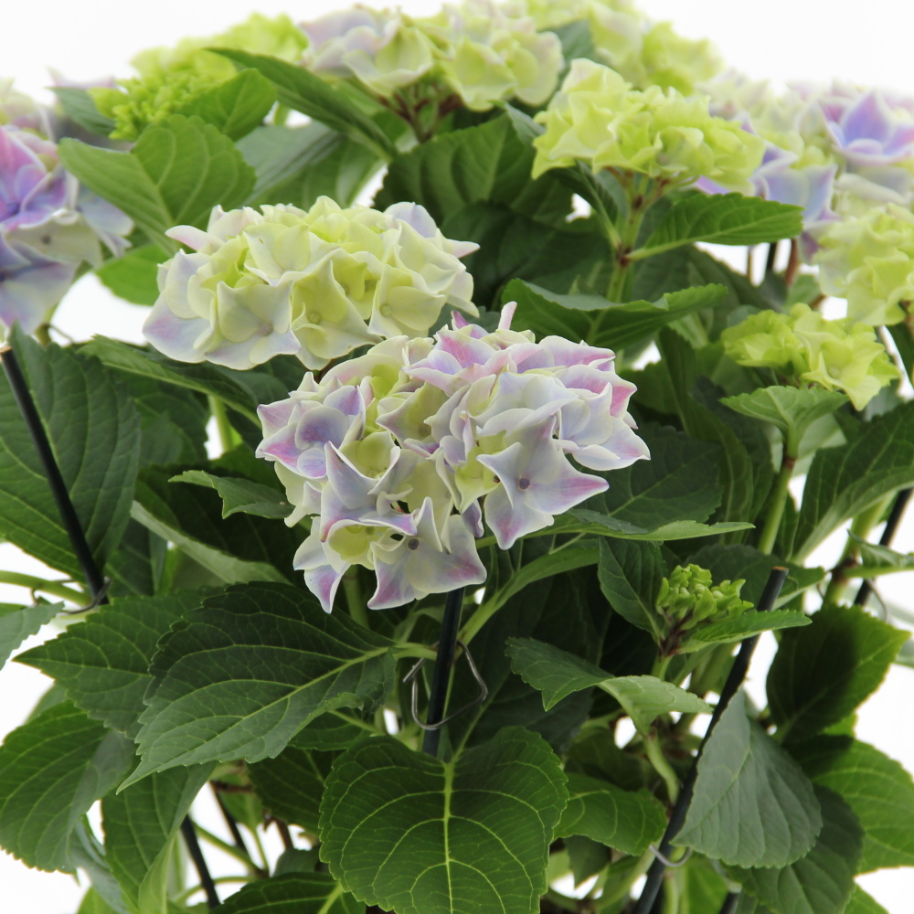 Hortenzie velkolistá Extra mix květináč 14cm-0