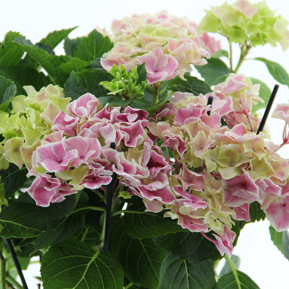 Hortenzie velkolistá Extra mix květináč 14cm-1