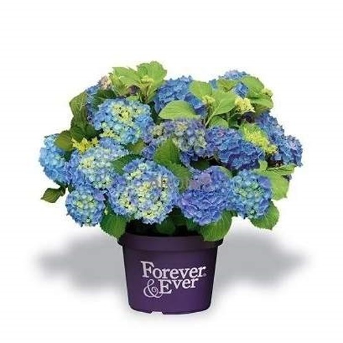 Hortenzie - Hortenzie velkolistá Forever & Ever BLUEkvětináč 5 litrů, výška 30/40cm, keř