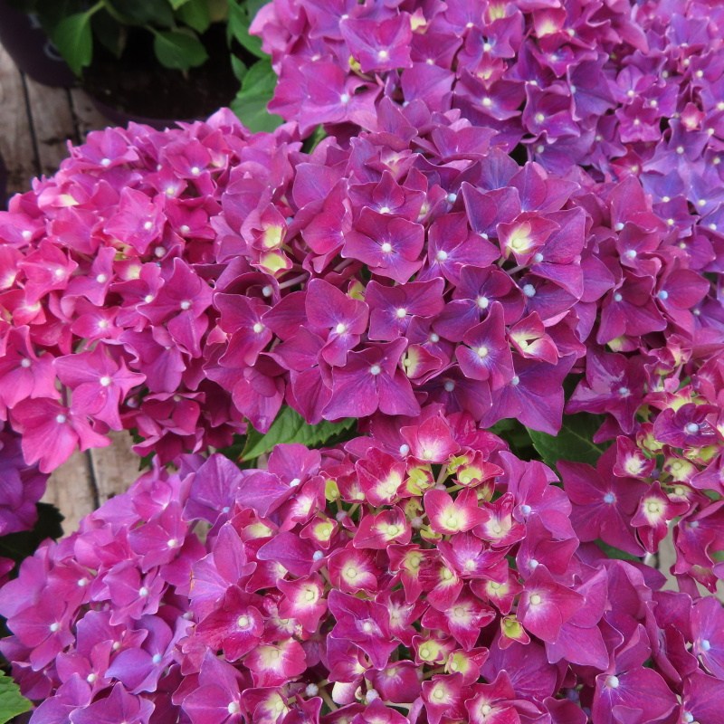 Hortenzie - Hortenzie velkolistá Forever & Ever FIALOVÁ květináč 5 litrů výška 30/40cm, keř