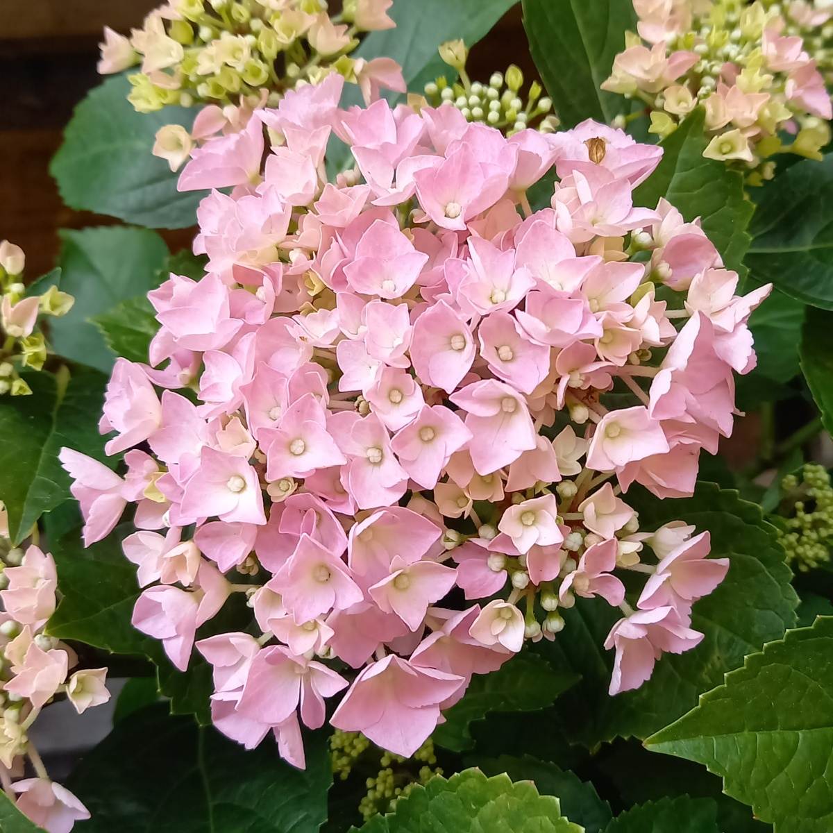 Hortenzie velkolistá Forever & Ever® Hortbux mix  květináč 5 litrů-1