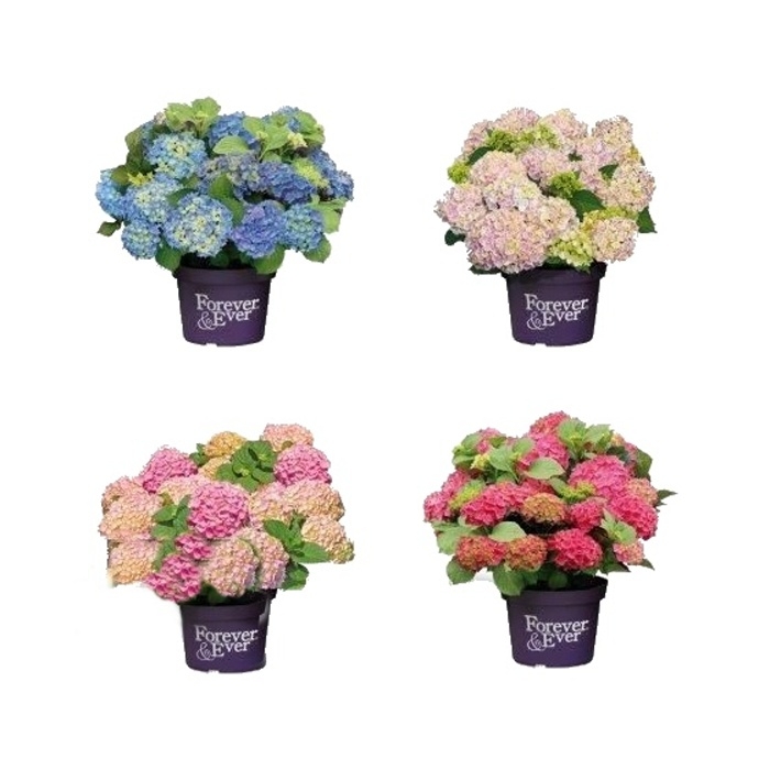 Hortenzie - Hortenzie velkolistá Forever & Ever® Hortbux mix  květináč 5 litrů