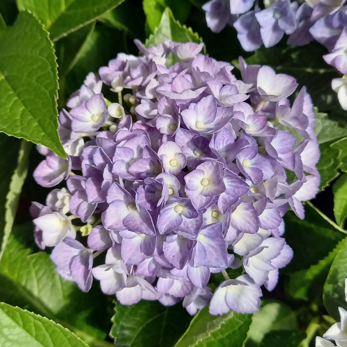 Hortenzie velkolistá Forever & Ever® Hortbux mix  květináč 5 litrů-0