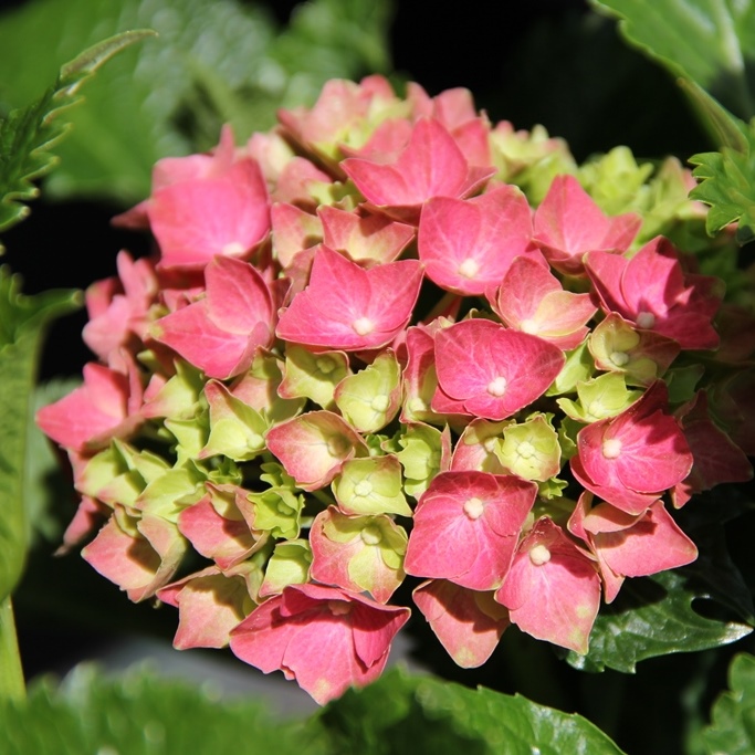 Hortenzie - Hortenzie velkolistá Forever&Ever květináč 5 litrů výška 30/40cm, keř