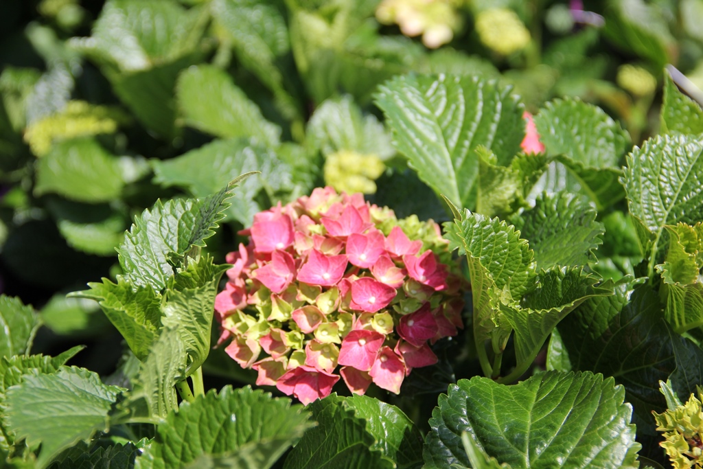 Hortenzie velkolistá Forever&Ever květináč 5 litrů výška 30/40cm, keř-0