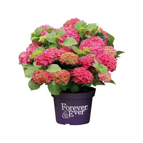 Hortenzie - Hortenzie velkolistá Forever & Ever RED květináč 10 litrů, výška 60/80cm, keř