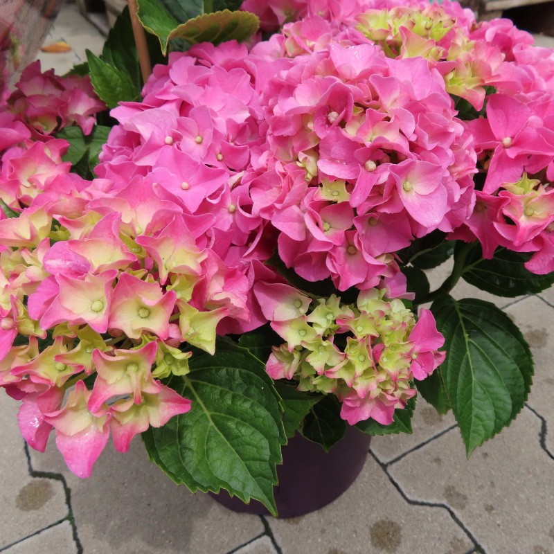 Hortenzie - Hortenzie velkolistá Forever & Ever RŮŽOVÁ květináč 5 litrů výška 30/40cm, keř