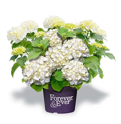 Hortenzie - Hortenzie velkolistá Forever & Ever WHITE květináč 5 litrů výška 30/40cm, keř