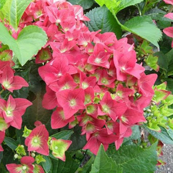 Rostliny - Hortenzie velkolistá 'Green Shadow' květináč 5 litrů výška 30/40cm, keř