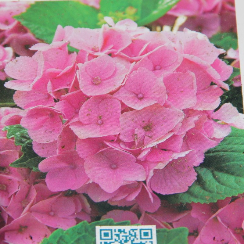 Hortenzie - Hortenzie velkolistá květináč 55 litrů, výška 100/130cm, keř