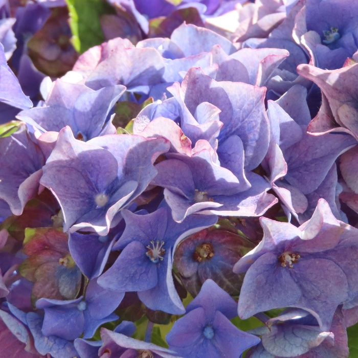 Hortenzie - Hortenzie velkolistá 'Lady Mata Hari®' květináč 5 litrů, výška 40/50cm, keř