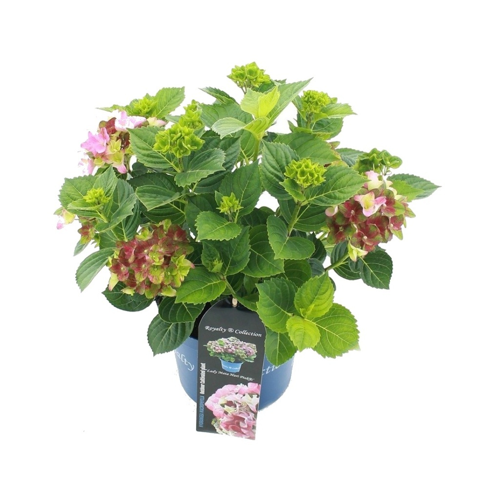 Hortenzie - Hortenzie velkolistá Lady Mata Hari Pink květináč 5 litrů
