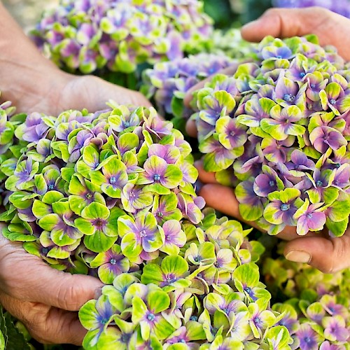 Hortenzie - Hortenzie velkolistá 'Magical Amethyst' květináč 5 litrů výška 30/40cm, keř