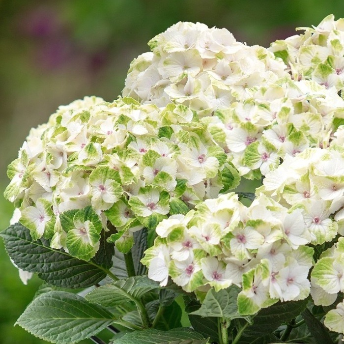 Hortenzie - Hortenzie velkolistá 'Magical Noblesse' výška 30/40cm, 5 litrů