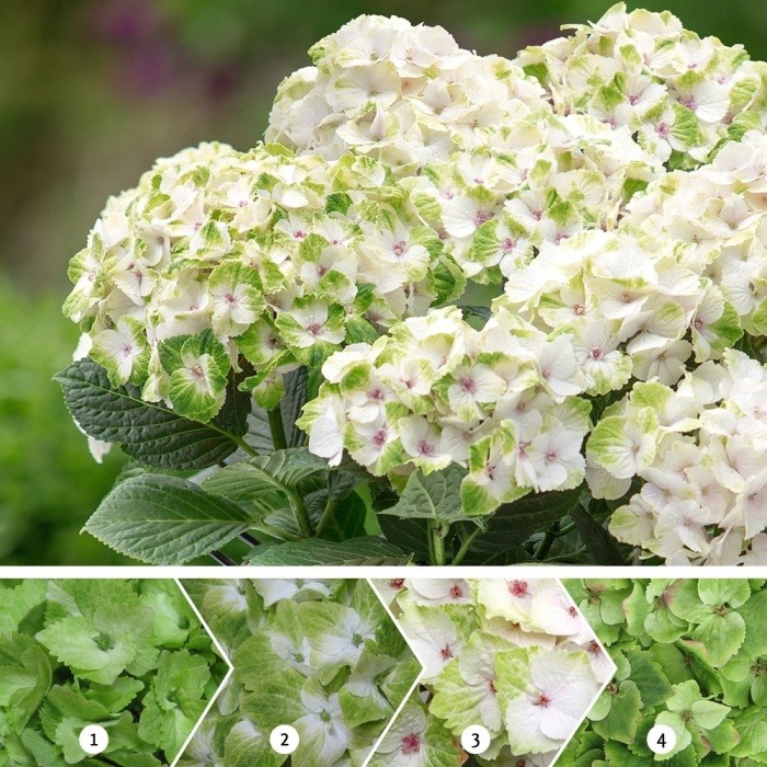 Hortenzie velkolistá 'Magical Noblesse' výška 30/40cm, 5 litrů-0