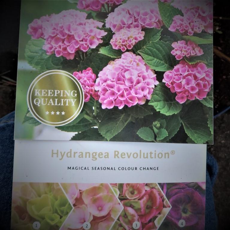 Hortenzie - Hortenzie velkolistá Magical Revolution Pink květináč 5 litrů výška 30/40cm, keř