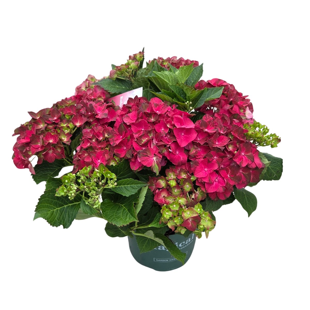Hortenzie - Hortenzie velkolistá Magical Ruby Tuesday květináč 5 litrů výška 30/40cm, keř
