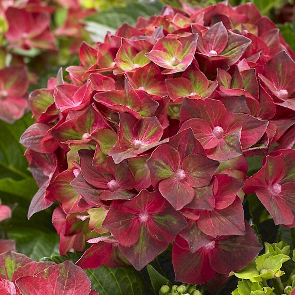 Hortenzie velkolistá Magical Ruby Tuesday květináč 5 litrů výška 30/40cm, keř-0
