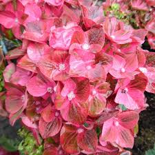 Hortenzie - Hortenzie velkolistá 'Magical Sapphire' 5 litrů