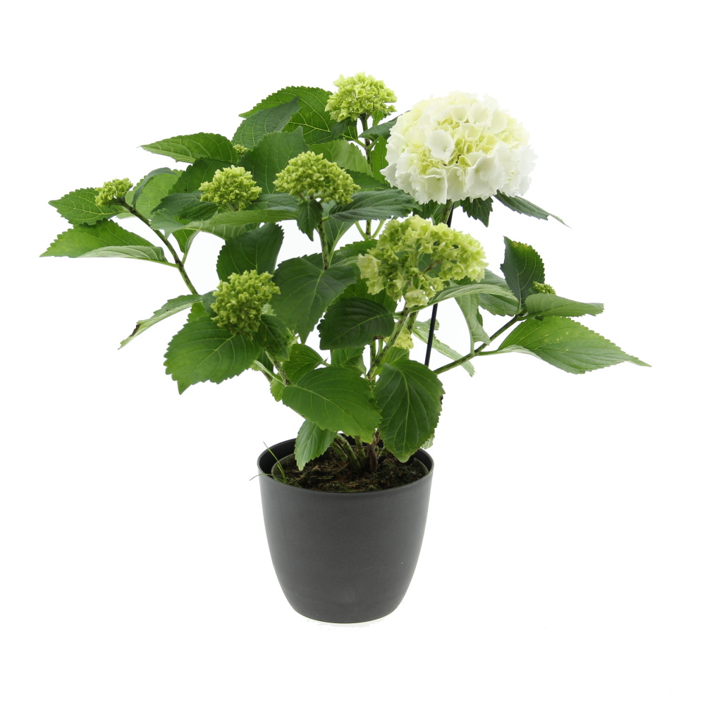 Okrasné pokojové rostliny - Hortenzie velkolistá mix květináč 14cm