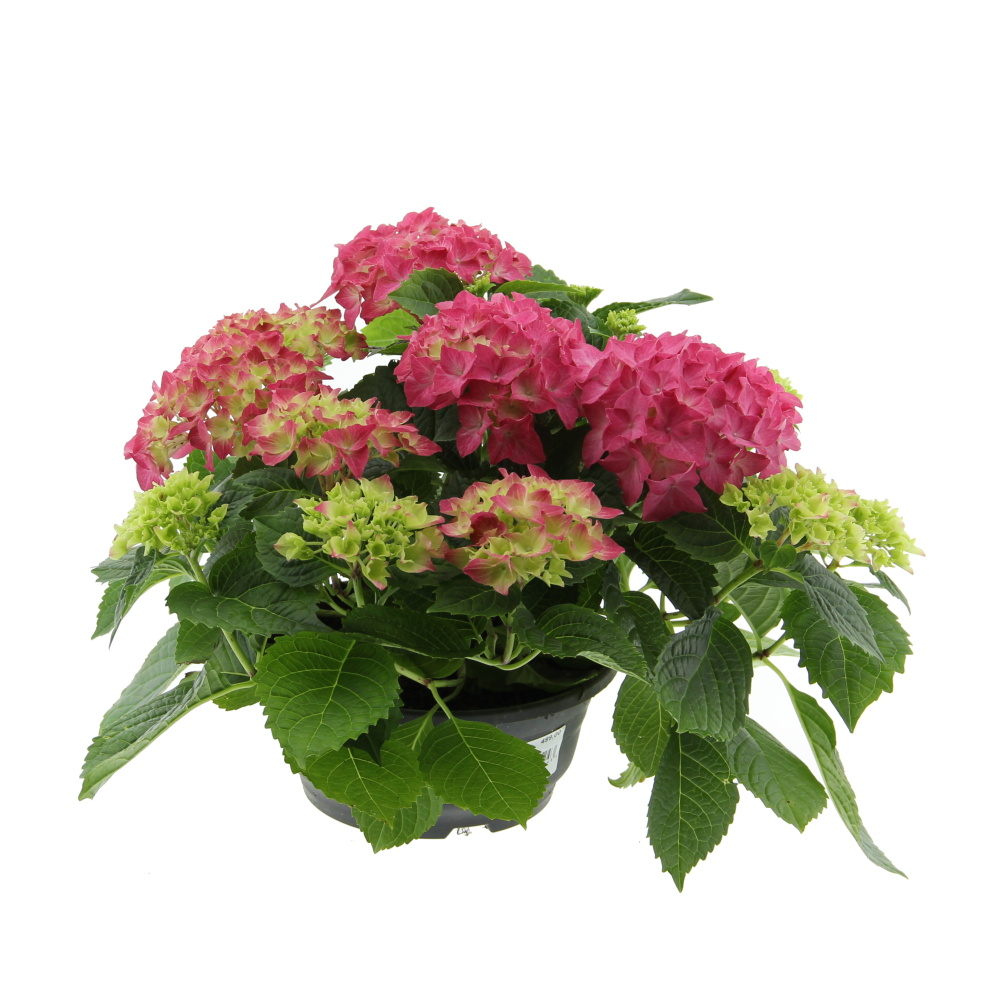 Pokojové rostliny okrasné listem - Hortenzie velkolistá mix květináč 24cm