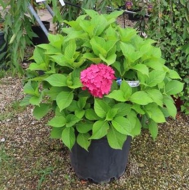 Hortenzie velkolistá MIX květináč 30 litrů, výška 60/80cm, keř-0