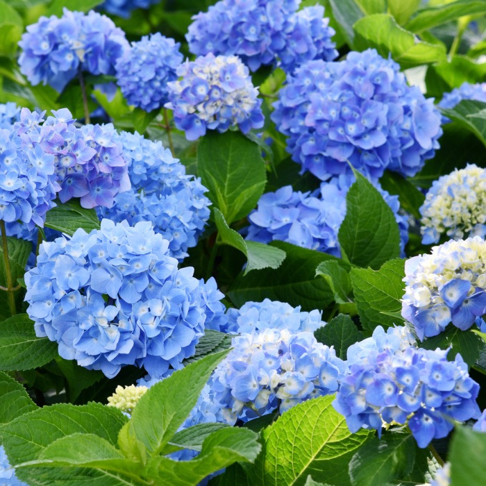 Hortenzie - Hortenzie velkolistá MODRÁ květináč 10 litrů, výška 60/80cm, keř