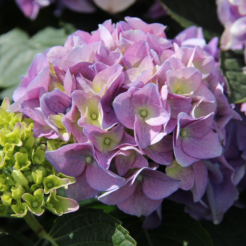 Hortenzie - Hortenzie velkolistá MODRÁ květináč 5 litrů, výška 40/50cm, keř