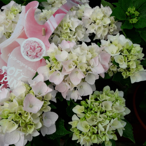 Hortenzie - Hortenzie velkolistá 'Soft Pink Salsa' květináč 5 litrů, výška 40/50cm, keř