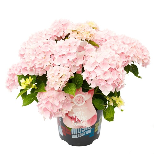 Hortenzie velkolistá 'Soft Pink Salsa' květináč 5 litrů, výška 40/50cm, keř-0