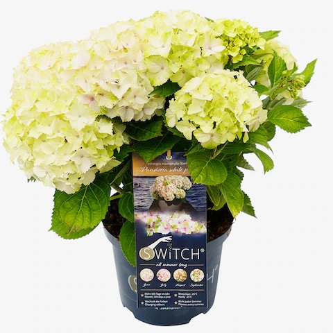 Hortenzie - Hortenzie velkolistá Switch květináč 5 litrů, výška 40/50cm, keř