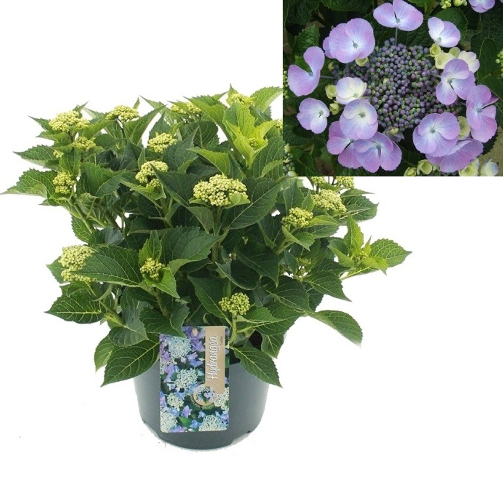Hortenzie - Hortenzie velkolistá 'Teller Blue' květináč 5 litrů